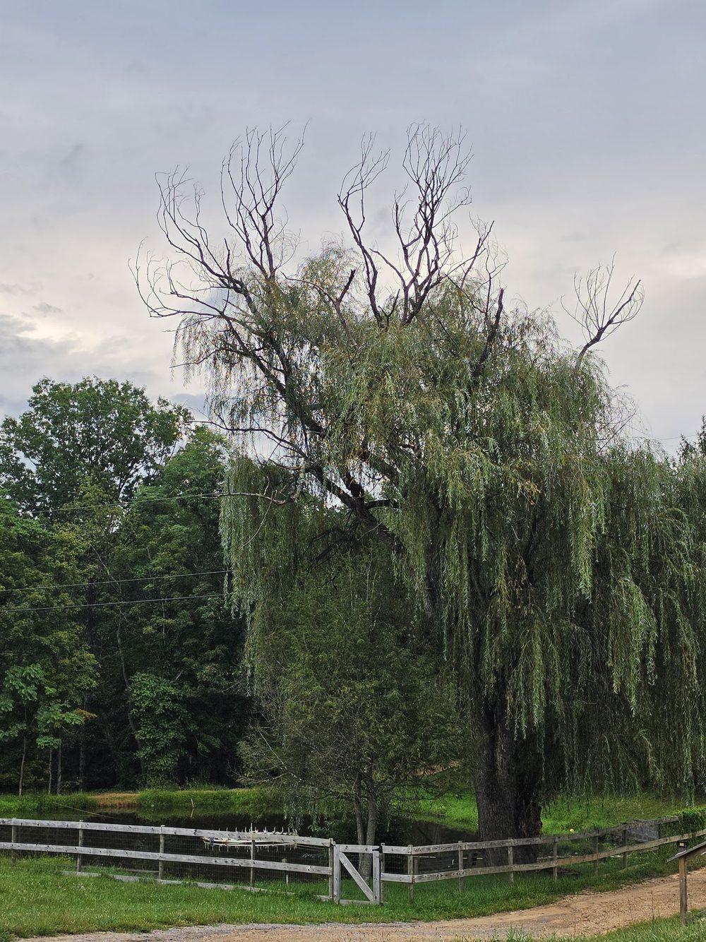 Willow tree and fence at the edge of the campus