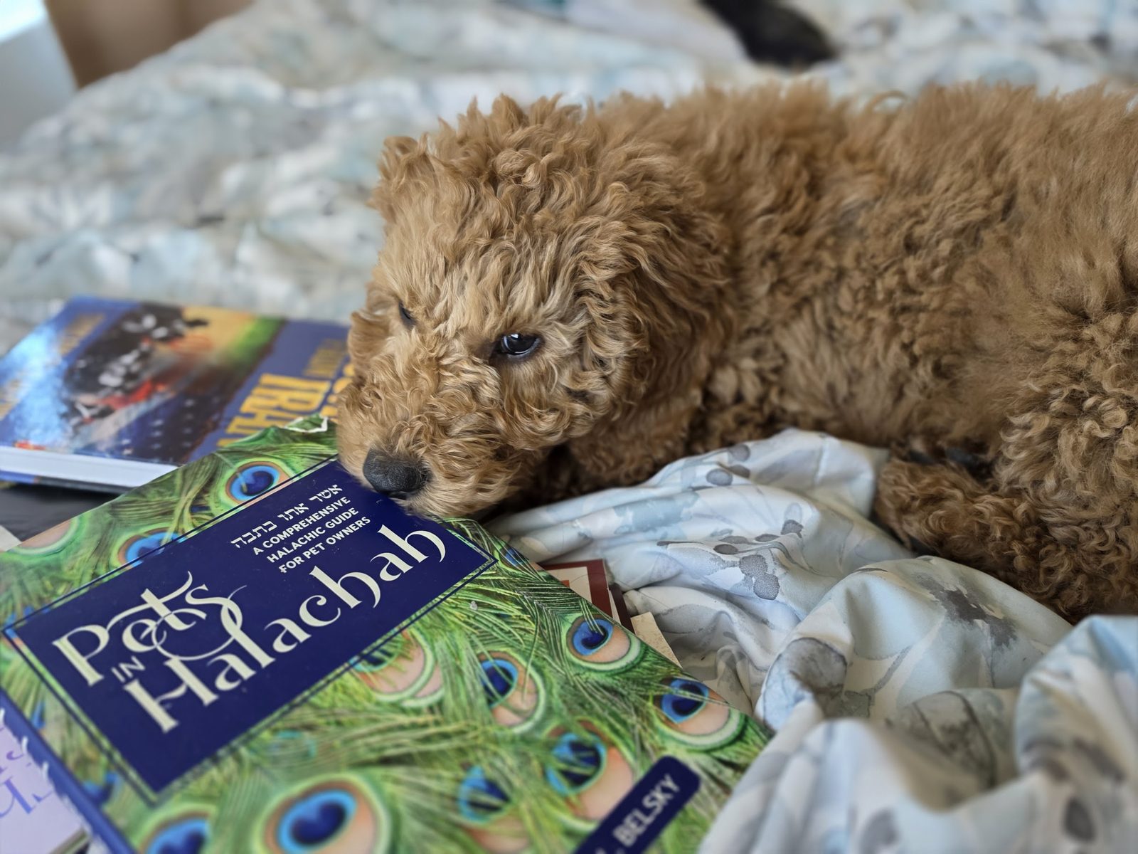 Pets in Halachah — bedtime reading