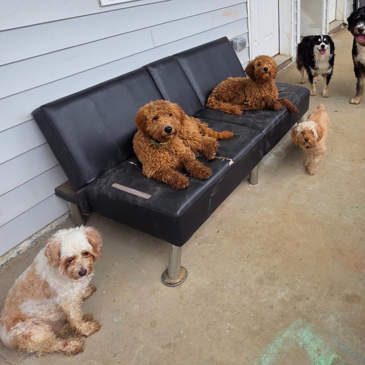 The whole gang on the futon out back